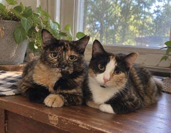 Chloe & Luna Tuna (Bonded Pair/Sisters) -  Domestic Short Hair Cat for Adoption in Kenhorst, Pennsylvania - Chloe & Luna Tuna (Bonded Pair/Sisters) | PetCurious