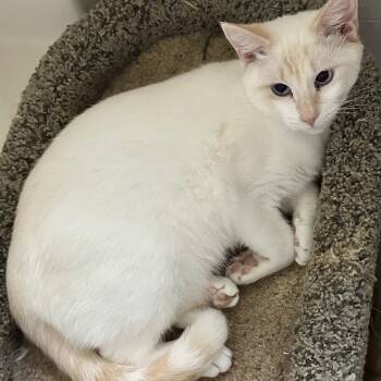 Rescue Siamese Cats for Adoption in Pittsburg, Kansas - Sizzle | PetCurious