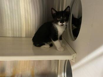 Domestic Short Hair Cats Available for Adoption in Tustin, California - COMET | PetCurious