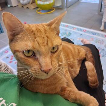 loki -  Domestic Short Hair Cat for Adoption in Wantagh, New York - Loki | PetCurious