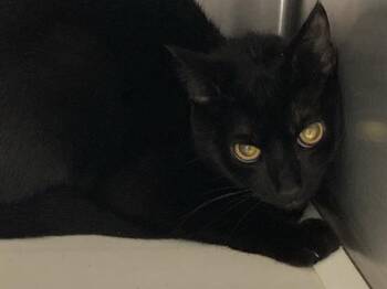 MOLLY -  Domestic Short Hair Cat for Adoption in Tustin, California - MOLLY | PetCurious