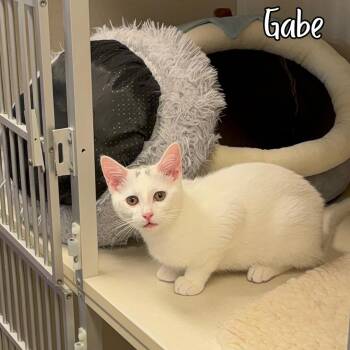 Gabe -  Domestic Short Hair Cat for Adoption in Janesville, Wisconsin - Gabe | PetCurious