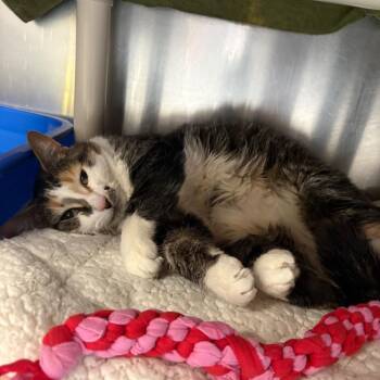 Domestic Short Hair Cats Available for Adoption - Jemi | PetCurious