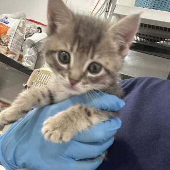 Jelly -  Domestic Short Hair Cat for Adoption in Newark, New Jersey - Jelly | PetCurious