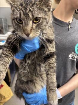 Domestic Short Hair Cats Available for Adoption in Las Vegas, Nevada - BARNEY | PetCurious