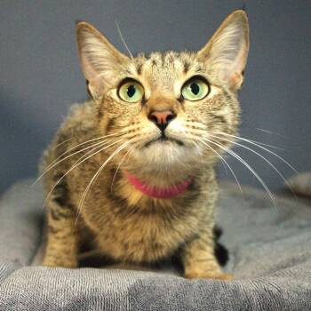 Domestic Short Hair Cats Available for Adoption in Lakeland, Florida - Yoko | PetCurious