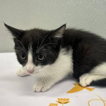 Ivana -  Domestic Short Hair Cat for Adoption in Tampa, Florida - Ivana | PetCurious