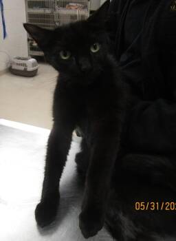 (624) -  Domestic Short Hair Cat Available for Adoption in Marietta, Georgia - (624) | PetCurious