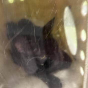 Spooky Spirit -  Domestic Short Hair Cat for Adoption in Philadelphia, Pennsylvania - Spooky Spirit | PetCurious