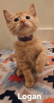 Logan -  Domestic Short Hair Cat for Adoption in Columbus, Indiana - Logan | PetCurious