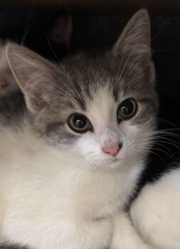 Rescue Domestic Short Hair Cats for Adoption in Richland Center, Wisconsin - Anise | PetCurious