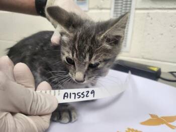 SLATE -  Domestic Short Hair Cat for Adoption in Santa Fe, New Mexico - SLATE | PetCurious