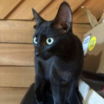 Honey -  Domestic Short Hair Cat for Adoption in Snow Hill, North Carolina - Honey | PetCurious
