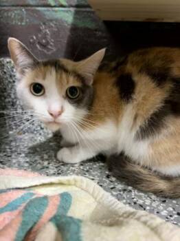 JADE -  Domestic Short Hair Cat for Adoption - JADE | PetCurious
