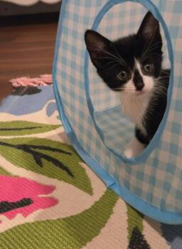 Celeste -  Domestic Short Hair Cat for Adoption in Oradell, New Jersey - Celeste | PetCurious