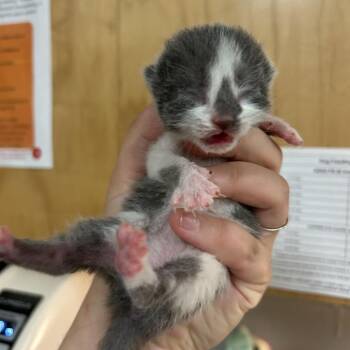 Loyal -  Domestic Medium Hair Cat for Adoption in Chattanooga, Tennessee - Loyal | PetCurious