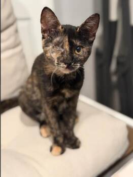 Wink -  Domestic Short Hair Cat for Adoption in Fremont, California - Wink | PetCurious