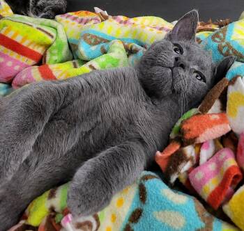 Kitten Highlighter -  Domestic Short Hair Cat for Adoption in Cuyahoga Falls, Ohio - Kitten Highlighter | PetCurious