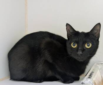 NYX -  Domestic Short Hair Cat Available for Adoption in Texas City, Texas - NYX | PetCurious