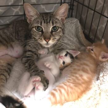 Juniper -  Domestic Short Hair Cat for Adoption in Los Angeles, California - Juniper | PetCurious