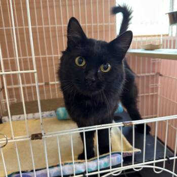 Alardo -  Domestic Long Hair Cat for Adoption in Priest River, Idaho - Alardo | PetCurious