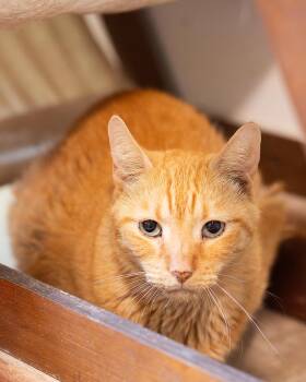 Meester Flop -  Domestic Short Hair Cat for Adoption in Marana, Arizona - Meester Flop | PetCurious