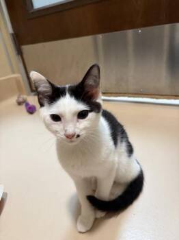Cannonball -  Domestic Short Hair Cat for Adoption in Pleasanton, California - Cannonball | PetCurious