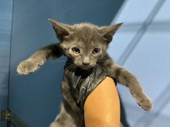 JELLY BELLY -  Domestic Short Hair Cat for Adoption in San Bernardino, California - JELLY BELLY | PetCurious