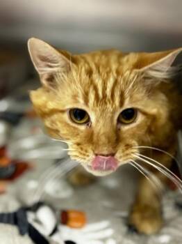 Aslan -  Domestic Medium Hair Cat for Adoption in Georgetown, South Carolina - Aslan | PetCurious