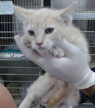 REESE -  Domestic Short Hair Cat for Adoption in Salinas, California - REESE | PetCurious