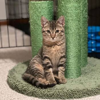Elsie -  Domestic Short Hair Cat for Adoption in Owatonna, Minnesota - Elsie | PetCurious