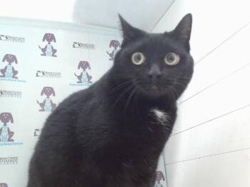 Domestic Short Hair Cats Available for Adoption - NIKKI | PetCurious