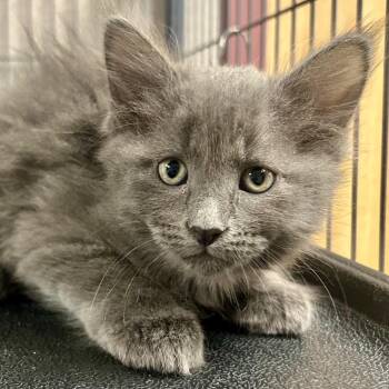 Domestic Medium Hair Cats Available for Adoption in Saint Joseph, Missouri - JJ | PetCurious