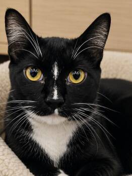 Robin -  Domestic Short Hair and Tuxedo Cat for Adoption in Plano, Texas - Robin | PetCurious