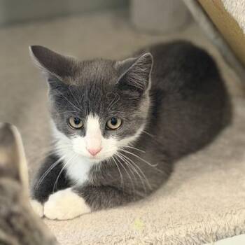 Mr. Balloon Man -  Domestic Short Hair Cat for Adoption in Driggs, Idaho - Mr. Balloon Man | PetCurious
