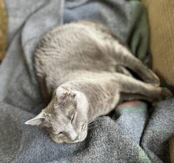 JM - Barney -  Domestic Short Hair Cat for Adoption in Battle Ground, Washington - JM - Barney | PetCurious