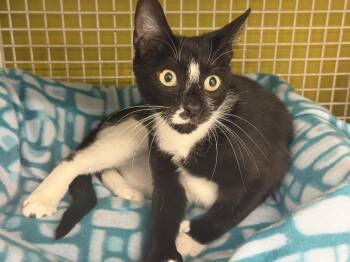 Tootsie -  Domestic Short Hair Cat for Adoption in Telford, Pennsylvania - Tootsie | PetCurious