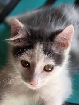 Rescue Domestic Short Hair Cats for Adoption in Santa Rosa, California - George | PetCurious