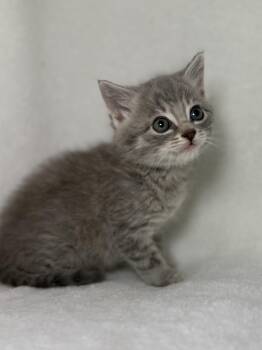 Domestic Short Hair and Tabby Cats Available for Adoption in Greensboro, North Carolina - Biscuit | PetCurious