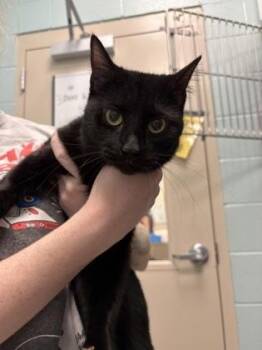 Pandora -  Domestic Short Hair Cat for Adoption in Fishers, Indiana - Pandora | PetCurious