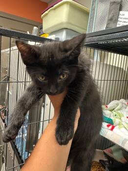 Kitana -  Domestic Short Hair Cat for Adoption in Blountville, Tennessee - Kitana | PetCurious