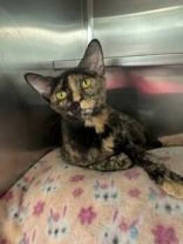 Cadence -  Domestic Short Hair Cat for Adoption in Manitowoc, Wisconsin - Cadence | PetCurious