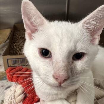 Soy -  Domestic Short Hair Cat for Adoption in Newark, New Jersey - Soy | PetCurious