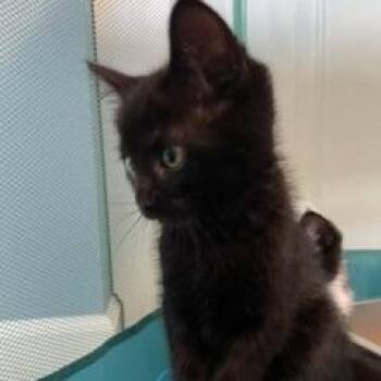Domestic Medium Hair Cats Available for Adoption in Granville, Ohio - Calasparra | PetCurious