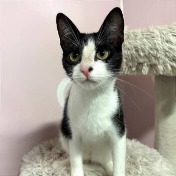 Bon Jovi -  Domestic Short Hair Cat for Adoption in Fort Lauderdale, Florida - Bon Jovi | PetCurious