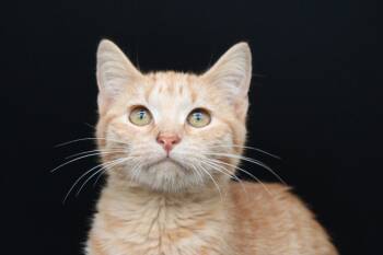 Rescue Domestic Short Hair Cats for Adoption in Martensdale, Iowa - Oranda | PetCurious