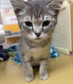Hyacinth -  Domestic Short Hair Cat for Adoption in Dayton, Minnesota - Hyacinth | PetCurious