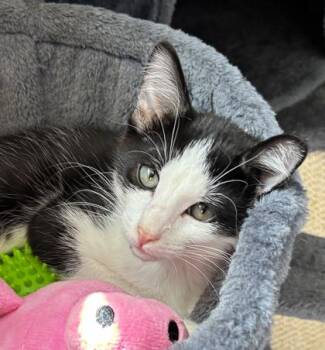 Chiku 813-26 -  Domestic Short Hair Cat for Adoption in Cumming, Georgia - Chiku 813-26 | PetCurious