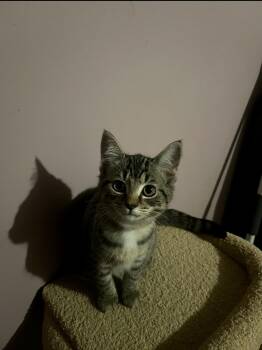 Holly -  Domestic Short Hair Cat for Adoption in Belchertown, Massachusetts - Holly | PetCurious