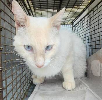 A820994 -  Domestic Short Hair Cat for Adoption in San Antonio, Texas - A820994 | PetCurious